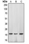 Caspase 4 antibody, LS-C351916, Lifespan Biosciences, Western Blot image 