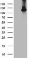 HECT Domain And Ankyrin Repeat Containing E3 Ubiquitin Protein Ligase 1 antibody, LS-C792331, Lifespan Biosciences, Western Blot image 