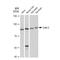 Cullin 2 antibody, GTX03234, GeneTex, Western Blot image 