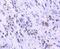 Transcription factor 7-like 2 antibody, NBP2-67618, Novus Biologicals, Immunohistochemistry paraffin image 