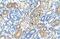 MAF BZIP Transcription Factor B antibody, PA5-40756, Invitrogen Antibodies, Immunohistochemistry frozen image 