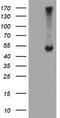 Adipocyte Plasma Membrane Associated Protein antibody, CF504500, Origene, Western Blot image 