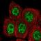 RB Binding Protein 6, Ubiquitin Ligase antibody, NBP2-58777, Novus Biologicals, Immunofluorescence image 