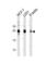 HPO antibody, abx026145, Abbexa, Western Blot image 