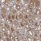 Sorting Nexin 15 antibody, NBP1-85866, Novus Biologicals, Immunohistochemistry frozen image 