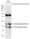 Activating Transcription Factor 1 antibody, PA5-77869, Invitrogen Antibodies, Western Blot image 