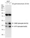 Activating Transcription Factor 1 antibody, PA5-77869, Invitrogen Antibodies, Western Blot image 