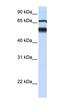 Atlastin GTPase 3 antibody, orb325319, Biorbyt, Western Blot image 