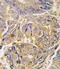 Autophagy Related 16 Like 1 antibody, LS-C156571, Lifespan Biosciences, Immunohistochemistry frozen image 