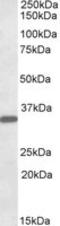 Fibrinogen Like 1 antibody, LS-C112881, Lifespan Biosciences, Western Blot image 