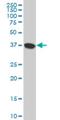 N-Myc And STAT Interactor antibody, H00009111-M04, Novus Biologicals, Western Blot image 