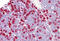 H1 Histone Family Member 0 antibody, MBS246969, MyBioSource, Immunohistochemistry frozen image 