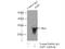 Aquaporin 1 (Colton Blood Group) antibody, 20333-1-AP, Proteintech Group, Immunoprecipitation image 