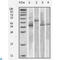Thioredoxin antibody, LS-C812867, Lifespan Biosciences, Western Blot image 