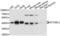 Stomatin Like 2 antibody, PA5-76581, Invitrogen Antibodies, Western Blot image 