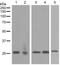 Epstein-Barr Virus Induced 3 antibody, ab124694, Abcam, Western Blot image 