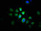Protein Arginine Methyltransferase 1 antibody, CSB-PA03025A0Rb, Cusabio, Immunofluorescence image 