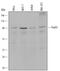 Forkhead Box O3 antibody, MAB6165, R&D Systems, Western Blot image 