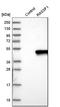 Ras Association Domain Family Member 1 antibody, HPA040735, Atlas Antibodies, Western Blot image 