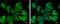 Calpain 9 antibody, GTX115472, GeneTex, Immunocytochemistry image 