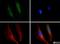 DISC1 Scaffold Protein antibody, NB110-40775, Novus Biologicals, Immunocytochemistry image 
