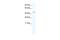 GATA Binding Protein 5 antibody, PA5-68764, Invitrogen Antibodies, Western Blot image 