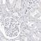 Cell Division Cycle Associated 8 antibody, PA5-55978, Invitrogen Antibodies, Immunohistochemistry frozen image 