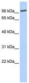Notch Receptor 2 antibody, TA331126, Origene, Western Blot image 