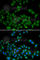 Death Inducer-Obliterator 1 antibody, A6453, ABclonal Technology, Immunofluorescence image 