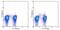 FOXP3 antibody, 15-4776-42, Invitrogen Antibodies, Flow Cytometry image 