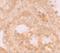 WD Repeat Domain 92 antibody, NBP1-76282, Novus Biologicals, Immunohistochemistry paraffin image 