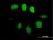 Ubiquitin Like 4A antibody, H00008266-B01P, Novus Biologicals, Immunocytochemistry image 