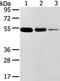 Transmembrane Serine Protease 11F antibody, PA5-50846, Invitrogen Antibodies, Western Blot image 
