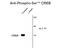CAMP Responsive Element Binding Protein 1 antibody, GTX82716, GeneTex, Western Blot image 