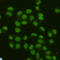 Flap Structure-Specific Endonuclease 1 antibody, LS-C812968, Lifespan Biosciences, Immunocytochemistry image 