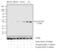 Serum/Glucocorticoid Regulated Kinase 1 antibody, 44-1260G, Invitrogen Antibodies, Western Blot image 