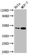 Insulin Induced Gene 1 antibody, LS-C672360, Lifespan Biosciences, Western Blot image 