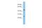 Protein OSCP1 antibody, GTX45508, GeneTex, Western Blot image 