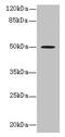 RUN Domain Containing 3A antibody, CSB-PA685437LA01HU, Cusabio, Western Blot image 