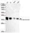 Protein Phosphatase 2 Catalytic Subunit Beta antibody, STJ99088, St John