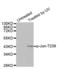 Jun Proto-Oncogene, AP-1 Transcription Factor Subunit antibody, abx000426, Abbexa, Western Blot image 