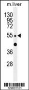 Zinc Finger Protein 672 antibody, 55-951, ProSci, Western Blot image 