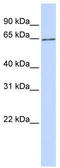 Solute Carrier Family 2 Member 13 antibody, TA333571, Origene, Western Blot image 