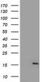 NADH:Ubiquinone Oxidoreductase Subunit A5 antibody, LS-C337544, Lifespan Biosciences, Western Blot image 