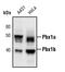 PBX Homeobox 1 antibody, PA5-17223, Invitrogen Antibodies, Western Blot image 