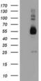 TUB Like Protein 3 antibody, MA5-25834, Invitrogen Antibodies, Western Blot image 