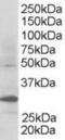 F-box/WD repeat-containing protein 2 antibody, TA302888, Origene, Western Blot image 