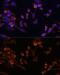 Proteasome Subunit Beta 7 antibody, GTX66287, GeneTex, Immunocytochemistry image 