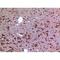 HSP90 antibody, LS-C387099, Lifespan Biosciences, Immunohistochemistry frozen image 