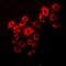 VAMP Associated Protein B And C antibody, orb340902, Biorbyt, Immunofluorescence image 